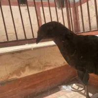 مرغ محلی سرحال آماده تخم گذاری