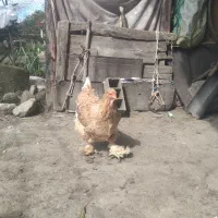 فروش مرغ برهما