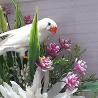 فنچ مولد اماده نر سفید کینگ درشت
