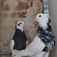 طوق شازده نر طوق قهوه ای شازده ماده بدون پر اضاف