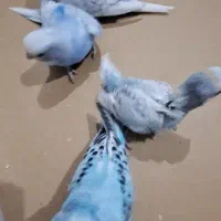 مرغ عشق|پرنده|اهواز, کوی سعدی|دیوار