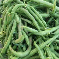 لوبیا سبز تازه رشنو
