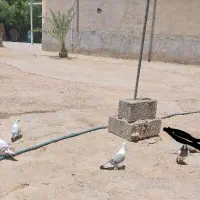 کبوتر طاووسی