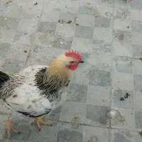 ۲ تا خروس محلی