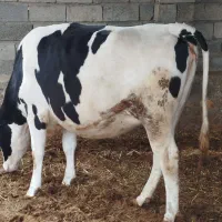 تلیسه هلیشتاین صنعتی سمینتال المانی