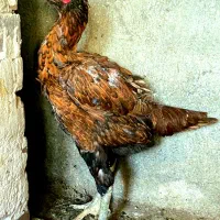 مرغ لاری