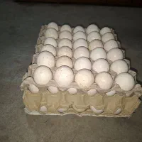 تخم نطفه دار بوقلمون