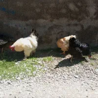 تخم نطفه دار برهما