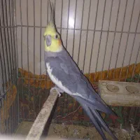 عروس