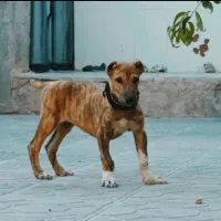 توله نر  خراسانی