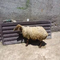 1عدد گوسفند کوک برای قربانی وزن 50کیلو کیلو