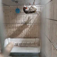 سهره دورگ ، سیاه سر، دهن دار