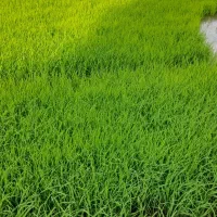 تیولکی چلتوک در ملکشاهی
