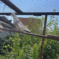 کبوتر پرشی