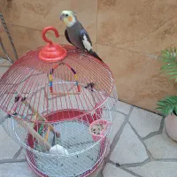 عروس هلندی