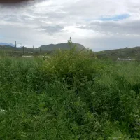 فروش باقلا. ارگانیک بدون هیچگونه سم یا کودی