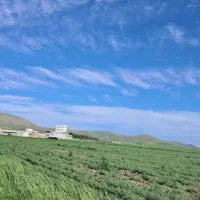 زمین کشاورزی دیم