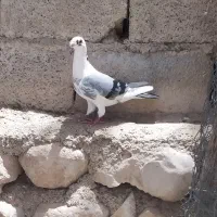 ابلغ نر
