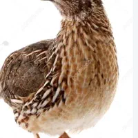 کود بلدرچین