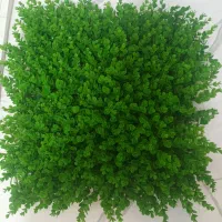 گرین وال در حد نو تعداد محدود