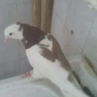 کفتر
