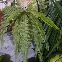 گل فروشی