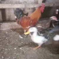 خروس کاکولی جوان