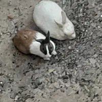 خرگوش