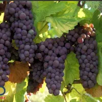 انواع انگور عسگری دیوانه