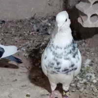 کبوتر کفتر نر