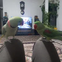 شاه طوطی جوان