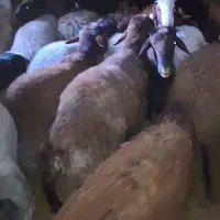 بره نر