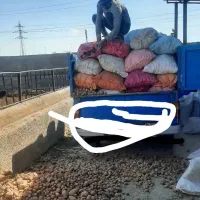 سیب زمینی سردخانه ای فندوقی درشت ترکدار بدونه خاک