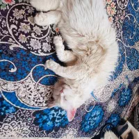 گربه|گربه|سیرجان, |دیوار