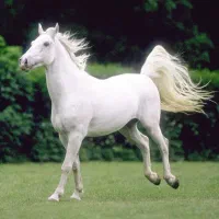 مادیان سواری دار