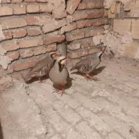 کبوتر