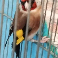 سیره|پرنده|سنندج, |دیوار