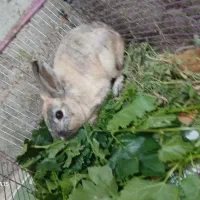 خرگوش باهوش