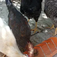 مرغ و خروس