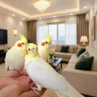 ۳ عدد عروس هلندی لوتینو فوق دستی با قفس کاسکو
