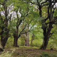 جنگل و طبیعت گردی