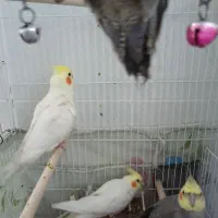 عروس هلندی