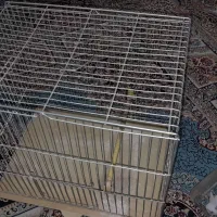 قفس قناری و سره و مرق عشق