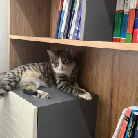 واگذاری گربه dsh
