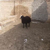 بره نر درجه یک