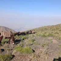 چوپان