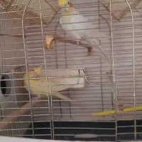 فروش دو جفت عروس مولد