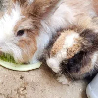 خرگوش نر و ماده