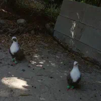 کبوتر مخمل ماده