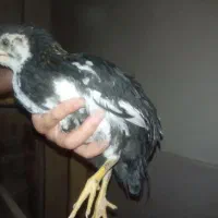 جوجه گلین